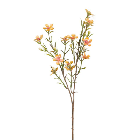 Wax Flower - Yellow