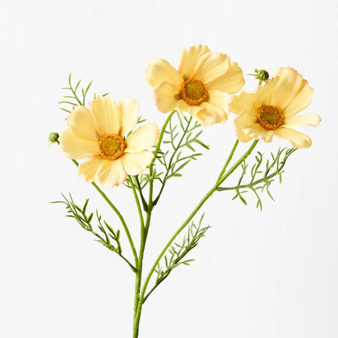 Cosmos Spray - Yellow