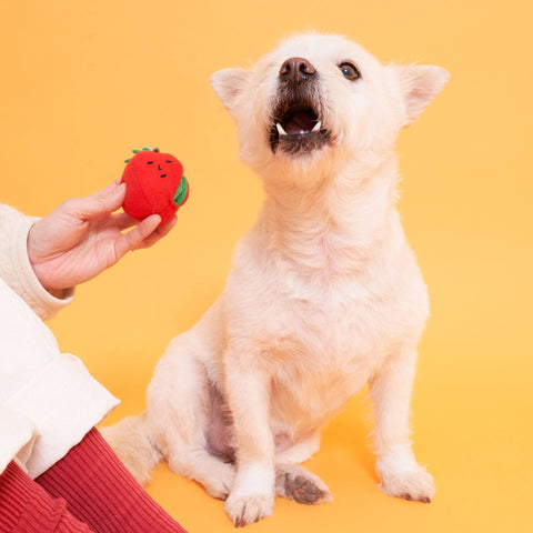 Cherry Tomato Nosework Toy size reference
