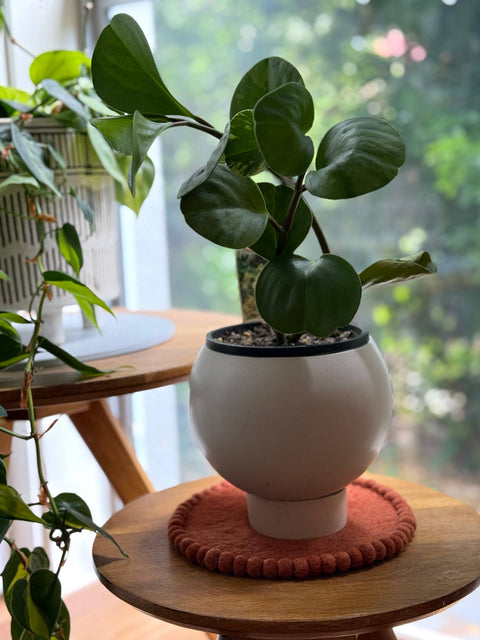 Potted plant on a wooden table with a blurred background on felt trivet