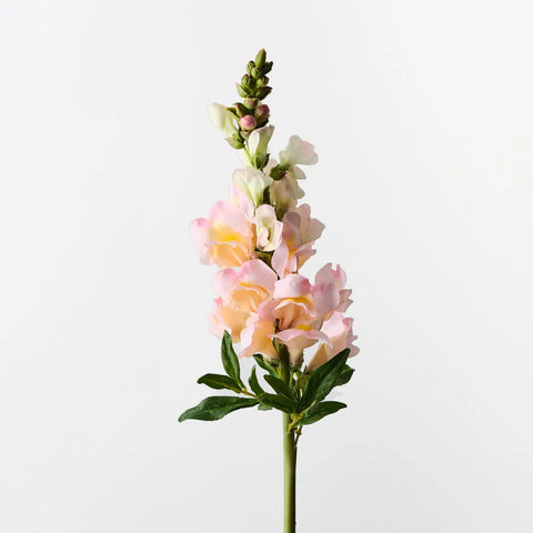 Snapdragon - Peach