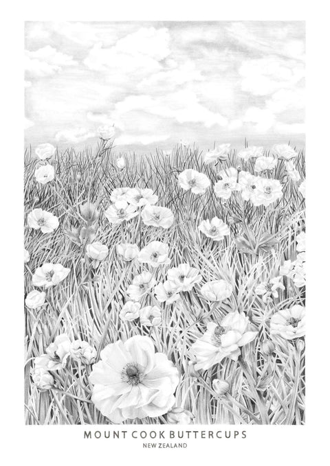 Mt Cook Buttercups B & W Print