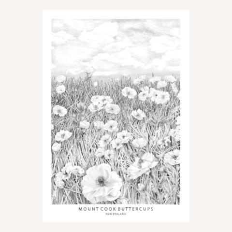 Mt Cook buttercup B&W A4 botanical print by NZ artist Studio Sillah