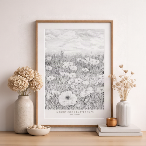 Framed Mt Cook buttercup black and white botanical print on a wall above a wooden shelf