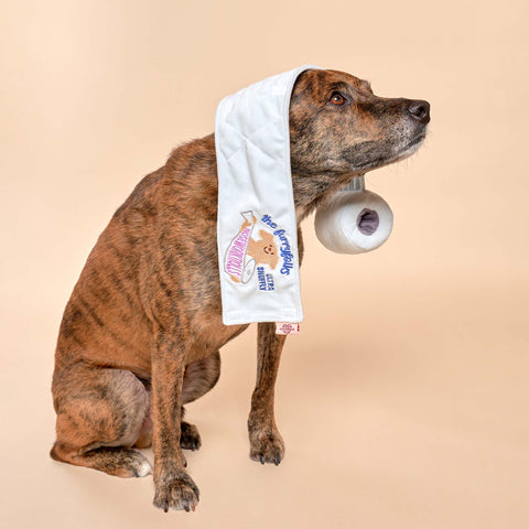 Toilet Paper Nosework Toy dog playing